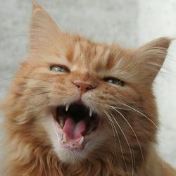 Котики-–-2025