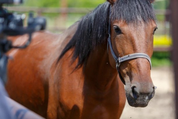 Роспотребнадзор сообщил, что в России не зафиксирован завоз энцефалита лошадей