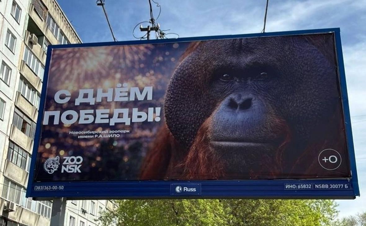 РКН-начал-проверку-баннера-с-орангутаном-ко-Дню-Победы